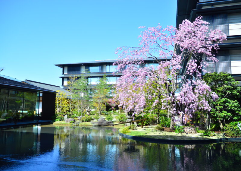 HOTEL THE MITSUI KYOTO 今年の桜